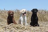 LABRADOR 031